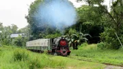 Der Dampfzug von Borneo, mitten im satten Grün der tropischen Pflanzenwelt.