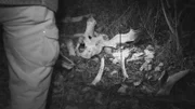Bones on the ground.