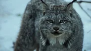Nahaufnahme eines Luchs.
