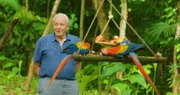 Sir David Attenborough ist für seine großartigen BBC- Tierdokumentationen bekannt – seit 1954.