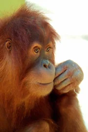 Orang-Utans sind Bastler. Weiteres Bildmaterial finden Sie unter www.br-foto.de.