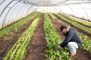 Der Vauß-Hof in Salzkotten-Scharmede in Ostwestfalen: Gastgeberin Anja Pötting im Gewächshaus der Solidarischen Landwirtschaft.
