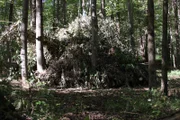 Ambush in woods.