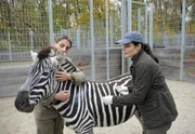 Normalerweise würde Dr. Mertens (Elisabeth Lanz) einen Zebrahengst nie ohne Narkose behandeln, aber Conny (Thorsten Wolf) hat ihn mit der Hand aufgezogen und beteuert, dass das Tier sehr gut erzogen ist.