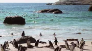 Einmal Sonne tanken. Wir sind unterwegs zu den schönsten Stränden der Welt. Von der Algarve bis zu den Seychellen - 20 Traumstrände, die Sie kennen sollten. - Pinguine am Boulders Beach in Südafrika.