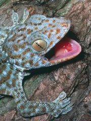 Tokay Gecko (Gecko Gecko), Gekkonidae.