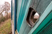 Es ist einer der größten Fälle der Brandenburger Polizei nach der Wiedervereinigung: Genau vor 25 Jahren wurde Matthias H. entführt und dann in einem Erdverlies versteckt, in das ihn die Erpresser gezwungen hatten. Sie forderten Geld, doch mehrere Übergabeversuche scheiterten. Als sie gefasst werden konnten, war es zu spät: Matthias H. war qualvoll erstickt. - An dieser Öffnung in einer Schallschutzwand an der Autobahn in Brandenburg missglückte eine Lösegeldübergabe.