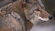 Nahaufnahme eines Wolfkopfes