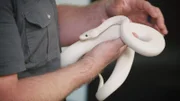 Python.