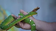 A green snake is held by Tyrone.