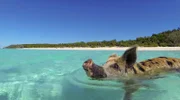 Einmal Sonne tanken. Wir sind unterwegs zu den schönsten Stränden der Welt. Von der Algarve bis zu den Seychellen - 20 Traumstrände, die Sie kennen sollten. - Schwimmende Schweine auf den Bahamas.