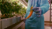 Sieht so die Zukunft der Landwirtschaft aus? Eine perfekte Chilischote aus dem Vertical-Farming-Turm der Firma IGS im schottischen Dundee.