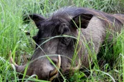 Zwischen Nordtansania und Südkenia erstreckt sich auf einer Fläche von 30.000 Quadratkilometern die Serengeti - eine fast baumlose Savanne, die in der Sprache der Massai soviel bedeutet, wie „das endlose Land".