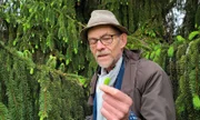Wildpflanzenkenner Maurice Maggi erntet auf einem Friedhof in Zürich junge Fichtentriebe.