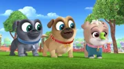 L-R: Bingo, Rolly, Keia