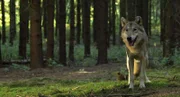 Rückkehr in die deutschen Wälder - der Wolf