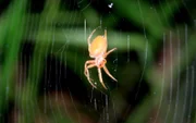 Orange Ornate Weaver.