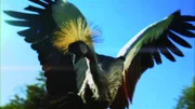 Grey crowned crane