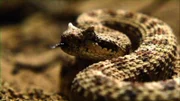 Sonoran Desert snake.
