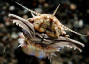 Schnappschuss von dem Meereswurm Eunice aphroditois in sechs Metern Tiefe der indonesischen Wasserstraße Lembeh Strait.