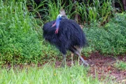 Wehrhafter Waldbewohner. Aufgrund seiner rasiermesserscharfen Krallen wird der Kasuar als gefährlichster Vogel der Welt bezeichnet.