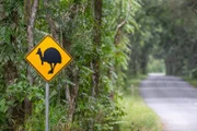 Mehr als Koalas und Kängurus: Eine Reise ins australische Queensland verspricht faszinierende Tierbegegnungen.