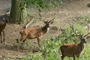 Tiere während Servus TV's „Roadshow. Eine Reise ins Unbekannte” im Wildpark Ernstbrunn.
