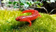 Ein anderes Mitglied aus der Familie der Salamander: der Rotsalamander.