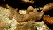 Ein Schlammteufel auf der Jagd: Der gigantische Salamander jagt sehr gerne Krebse.