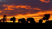 Zur ARTE-Sendung Amerikas Naturwunder (02): Yellowstone 2: Der Wilde Westen - Yellowstone ist mit knapp 9.000 Quadratkilometern außerhalb von Alaska einer der größten Nationalparks der USA.
