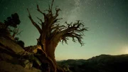 Eine Kiefer im Yosemite Nationalpark bei Nacht