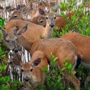 Eine Herde von Key-Weißwedelhirschen – die kleinsten aller nordamerikanischen Hirsche leben ausschließlich in Florida. Sie sind etwa so große wie ein Schäferhund.