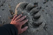 Dem Eisbären auf der Spur: Die Hand des Tierfilmers Uwe Anders im Vergleich zu der Klaue eines Eisbären an der Küste Grönlands.