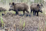 Wildschweine sind sehr behütende Mütter.