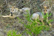 Noch werden die jungen Wölfe von ihrer Mutter mit Futter versorgt, doch bald müssen sie mit auf die Jagd.