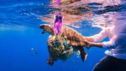 Eine Schildkröte, die wegen der Meeresverschmutzung in Not geraten ist, wird gerettet.