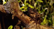 Ein geheimnisvolles Tier sitzt ganz still im Wald. Welches Tier das wohl sein mag?