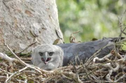 Die Harpyie: Dieser gigantische Vogel ist bereits in vielen Ländern verschwunden, in denen er einst beheimatet war.