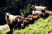 Takine sehen aus wie eine Mischung aus Rind und Ziege oder Gnu.