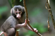 Ein ein Monate alter Baby-Makaken Affe.