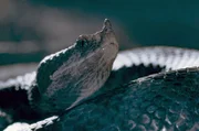 Die Welt der tierischen Kommunikation geht weit über Sehen und Hören hinaus.