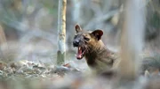 Ein junges Fossamännchen wartet unter einem Paarungsbaum auf ein Weibchen.
