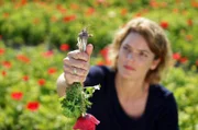 Harmlose Blumenidylle? Von wegen! Hier gedeihen gefährlichen Pilze. Um ihr Geheimnis zu lüften, muss Lena Ganschow die Blumen buchstäblich bei der Wurzel packen.