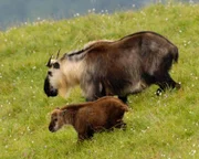 Takin-Mutter und Takin-Kalb entfernen sich in der ersten Zeit nicht weiter als drei Körperlängen voneinander.
