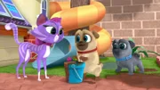L-R: Hissy, Rolly, Bingo.