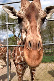 Giraffendame Arusha im Jaderpark.