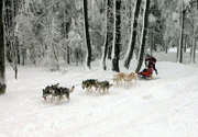 Balztanz der Mandschurenkraniche auf Hokkaido.