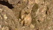 Mit ihnen in einem Lebensraum lebt eine Hasenmaus, das Viscacha (im Bild). Es bedarf optimaler Anpassungen in 4000 Meter Höhe, auf dem Altiplano, überleben zu können.