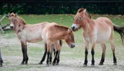 Urwildpferde in Hellabrunn.