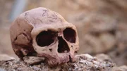 Nach dem Aussterben der Dinosaurier treten die Säugetiere ihren Siegeszug an. Darunter auch der moderne Mensch, der Homo sapiens. Dieser lebt bereits vor über 300.000 Jahren in Afrika.